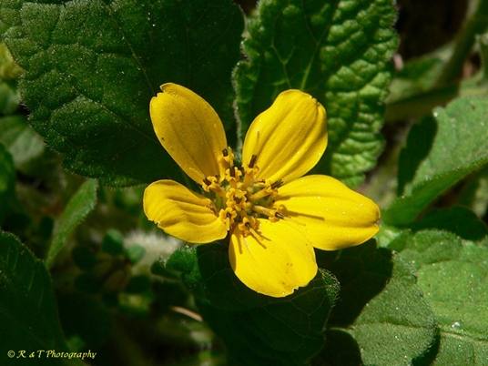 {Chrysogonum virginianum}